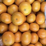 產銷履歷 南投中寮 特級單顆7兩重（大顆）皮薄茂谷柑5斤提盒裝（含箱重）