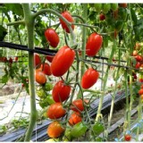 高雄產銷班～玉女不含箱重實重5台斤（注意小心會爆汁😱） 特價：$650