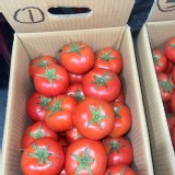 高山溫室極品牛番茄1000g