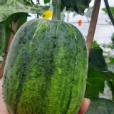 無毒溫室無毒水果絲瓜550-600g