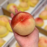 梨山水蜜桃-3顆（單顆重量約4-5兩） 特價：$375