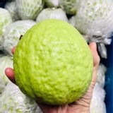 屏東大武山下珍珠芭樂 約 3斤（約3-4顆）依照實際到貨為主