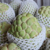 台東產銷班有履歷 大目釋迦 12A 450-500g單顆×3顆一組