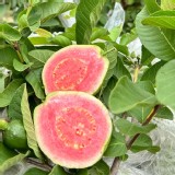 彰化二林-產銷履歷-彩虹芭樂（紅心）約2斤／袋