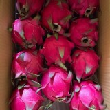 火龍果(紅肉）大果 2顆一組（單顆約500g±10%)