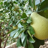 南投中寮產銷班-特級文旦半箱約5斤半箱 約5-8粒 $300（不過秤）不計較斤兩