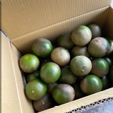 B級 綠皮甜葡萄柚4.5-5斤（我外皮醜，不影響果肉）