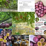 SGS認證無毒～南投🇹🇼埔里網室吊床無毒傳統百香果約2斤 特價：$200