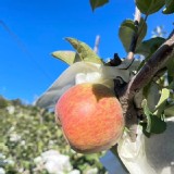 梨山蜜蘋果A5(單顆3.6-4.4兩）2斤（約6-8顆）以重量為準 特價：$240