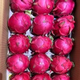 彰化二林 紅肉火龍果 3顆/袋（單顆約400-450g)