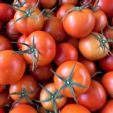 南投-產銷履歷-高山溫室牛蕃茄1000g一袋（市售$260）