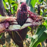 產銷班 無毒黑寶糯玉米1斤+無毒黑寶水果玉米1斤