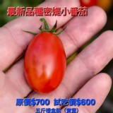 原價$700 最新品種密媞小番茄(5斤禮盒裝)實重