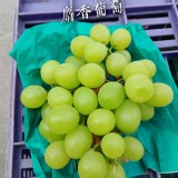 苗栗卓蘭麝香葡萄 600g +-10%
