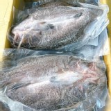 台灣鱸魚-蝴蝶切300g真空包裝