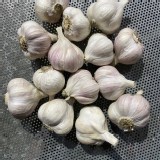 雲林東勢蒜頭 特價：$500