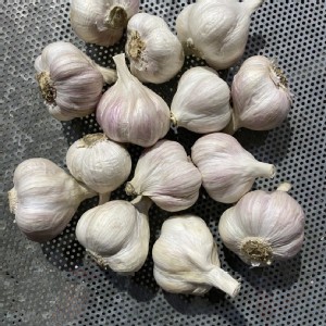 雲林東勢蒜頭 特價：$100