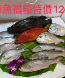 現撈新鮮海魚甜甜價一箱1299 特價：$1299