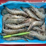 馬來安心無毒大白蝦