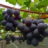 溪湖溫室巨峰葡萄 　規格：3斤±5%（不含箱重） 特價：$320
