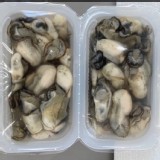 新鮮東石直送的鮮蚵實重600g 以上