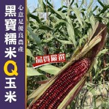 黑寶糯米Q玉米--3斤