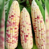 無毒雙色水果糯米玉米--3斤