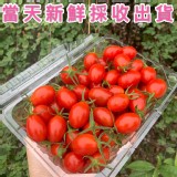 溫室薄皮玉女小番茄1斤