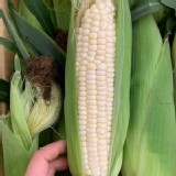 北海道牛奶水果玉米--2.5斤