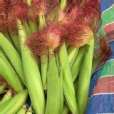 無毒紅鬚玉米筍--3斤