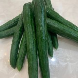 溫室小黃瓜--1.5斤