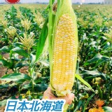 日本北海道雙色水果玉米-(2.5斤)
