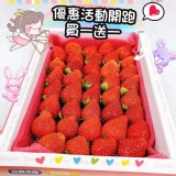 大湖草莓禮盒- 400g(買一送一)
