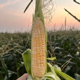 愛馬仕北海道水果玉米-2.5斤