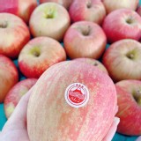 日本青森蜜蘋果大顆--5顆