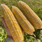 日本北海道雙色水果玉米-1500g 特價：$100