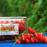 【豐碩果園】頂級玉女牛奶小蕃茄 600g/盒