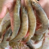 活凍大白蝦-30/40