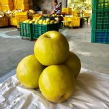 寶島甘露梨~2顆一組