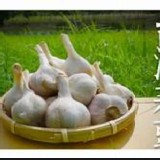 新鮮現採蒜頭(5斤一袋)