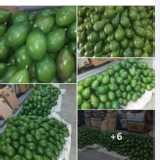 台東酪梨~中生品種(後熟會轉色一顆