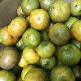 砂糖小橘子一袋(2臺斤)