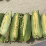 花蓮鮮採甜玉米4支/限4