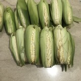 花蓮鮮採糯米玉米4支/限8