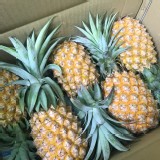 金鑽17鳳梨一顆(自殺價)