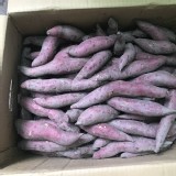 小農現採栗子地瓜一袋(2.5斤)