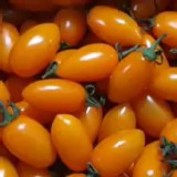 橙蜜仔-金瑩小番茄一箱5斤