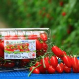 【豐碩果園】頂級玉女牛奶小蕃茄 |