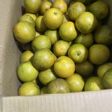 黃肉柳丁一袋(3斤) 特價：$100