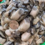 雲林自產自銷鮮蚵